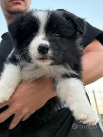 Border collie
