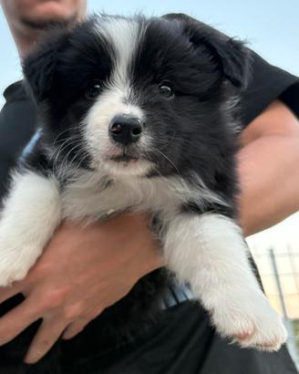Border collie