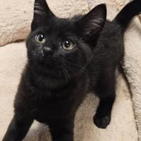 Gattino nero
