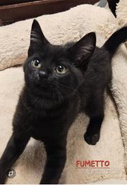 Gattino nero