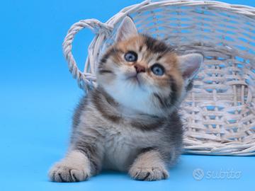 Maschietto British Shorthair