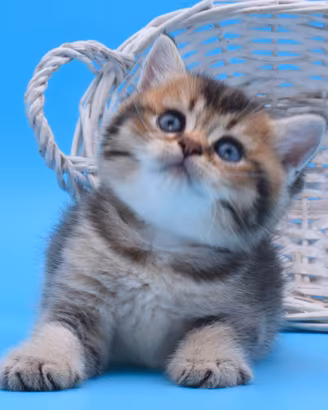 Maschietto British Shorthair