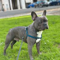 Bulldog Francese