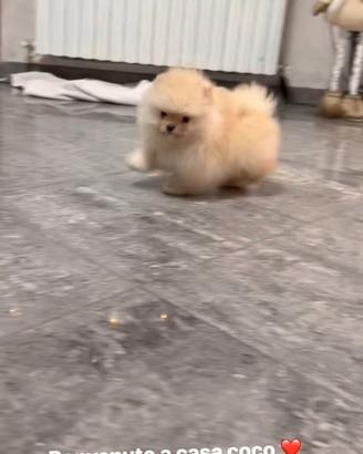 Spitz Pomerania toy