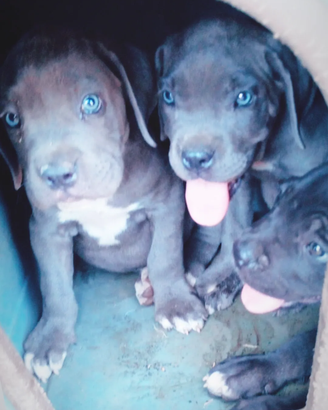 Cuccioli di Corso grigio blue, nero, fromentino