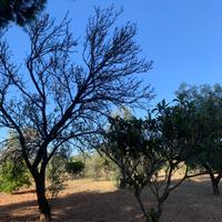 Terreno Agricolo con fabbricato