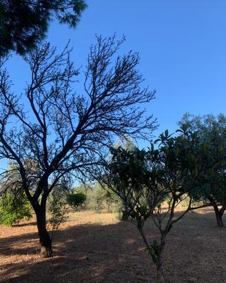 Terreno Agricolo con fabbricato