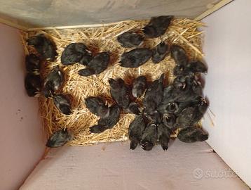 Pulcini di marans nero ramato
