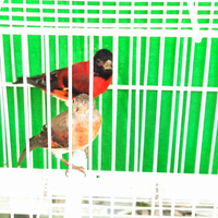 Cardinalini del Venezuela