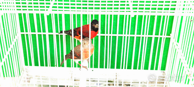 Cardinalini del Venezuela