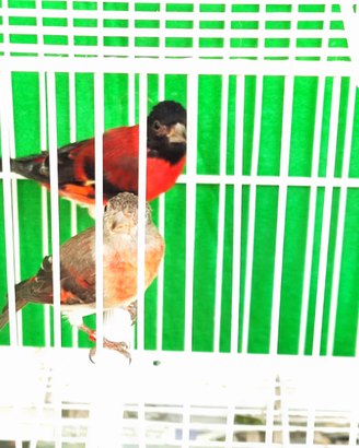 Cardinalini del Venezuela