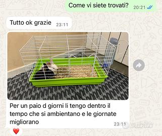 Conigli nani