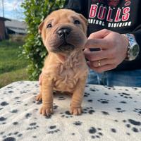 Shar Pei cucciola