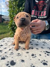 Shar Pei cucciola