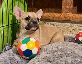 Bulldog francese maschio con pedigree enci