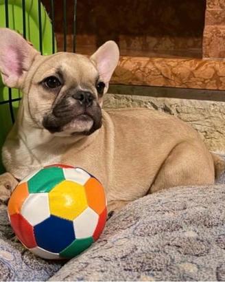 Bulldog francese maschio con pedigree enci