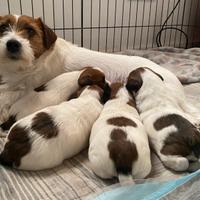 Jack Russell terrier ruvido