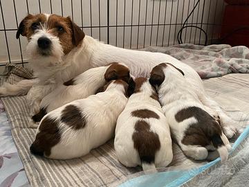 Jack Russell terrier ruvido