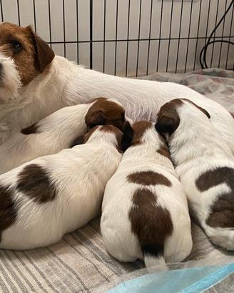 Jack Russell terrier ruvido