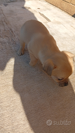 Cuccioli di 2 cucciolate jack e pincher