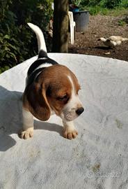 Beagle cucciolo