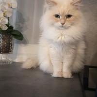 Gatto maschio Neva masquerade Siberiano per monta