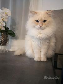 Gatto maschio Neva masquerade Siberiano per monta