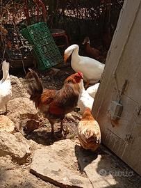 Gallo