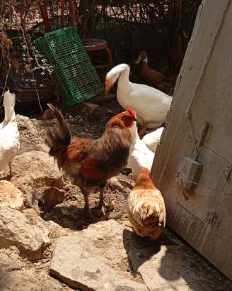 Gallo