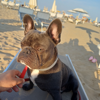 Bulldog francese per monta