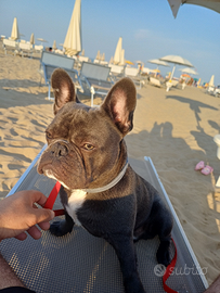 Bulldog francese per monta