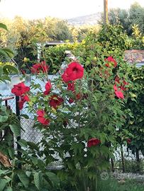 HIBISCUS PASSION RED GIANT-fiore gigante rosso