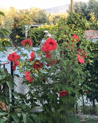 HIBISCUS PASSION RED GIANT-fiore gigante rosso