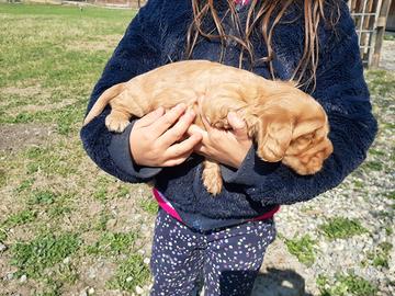 Cuccioli Cocker Spaniel
