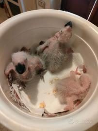 Pappagalli cenerini baby