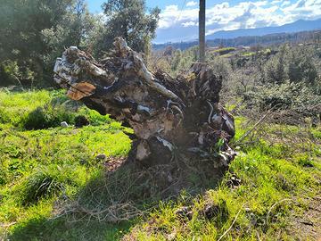 Ritiro tronco albero