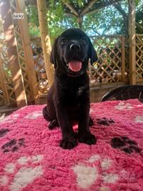Disponibili cuccioli di labrador
