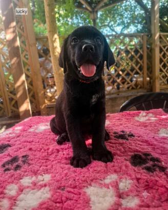 Disponibili cuccioli di labrador