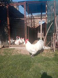 Gallo australorp