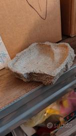 Abbeveratoio rettili