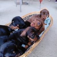 Cucciolata di bassotti