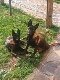 Pastore belga malinois