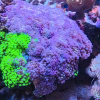 Euphyllia parancora coralli acquario marino