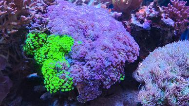 Euphyllia parancora coralli acquario marino