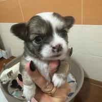 Disponibili cuccioli di Chihuahua