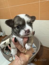Disponibili cuccioli di Chihuahua