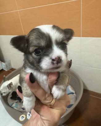 Disponibili cuccioli di Chihuahua