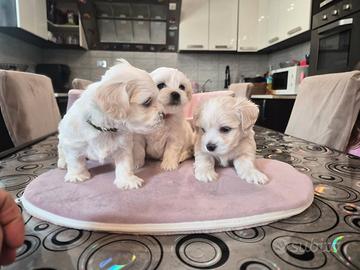 Cuccioli maltese taglia piccola pelo liscio