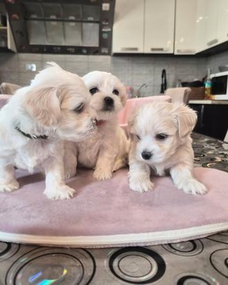 Cuccioli maltese taglia piccola pelo liscio