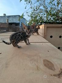 Gatto del bengala